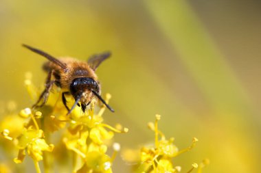 Bir arı, bahçedeki yeşil çiçeklerden özenle nektar topluyor. Sıcak güneş ışığı renkleri güçlendirir, doğanın güzelliğini gösterir..
