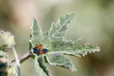 Yakın çekim, küçük böceklerin yer aldığı bir bitki yaprağını ortaya çıkarıyor, doğal gün ışığında karmaşık doku ve renkler sergiliyor. Resim hem yaprağın hem de ziyaretçilerinin detaylarını vurguluyor..
