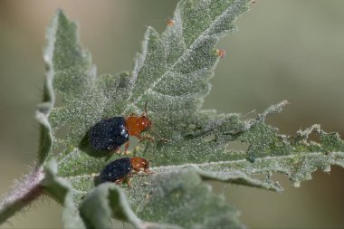 Bitkinin yüzeyinin ince ayrıntılarıyla çevrili iki küçük böcek güneşli bir günde farklı renklerini ve dokularını sergiliyorlar..