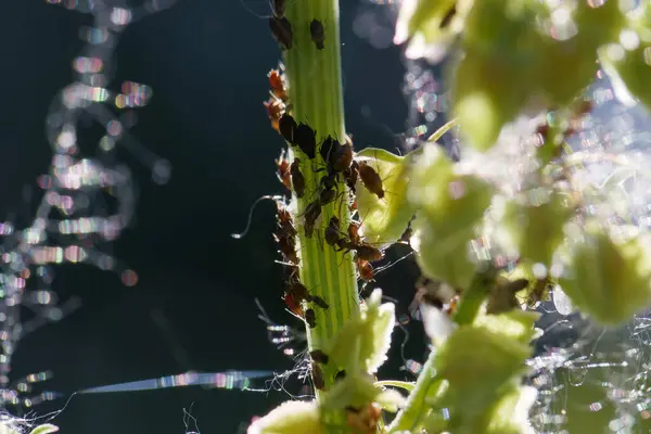 Sayısız küçük böcek yeşil bir bitki gövdesinde toplanarak yapraklarla beslenirken, güneş ışığı arka planda parlak bir etki yaratıyor. Yakınlarda dokuyu ekleyerek ağ örmek görülebilir..