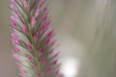 Yakından bakınca canlı pembe çiçekli ince bir bitki ortaya çıkıyor. Karmaşık dokular ve renkler sergiliyor. Yumuşak odak ilkbahar görüntülerine rüya gibi bir kalite ekler..