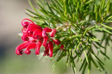 Canlı kırmızı çiçekler, açık mavi gökyüzünün altında gün ışığında uzayan yeşil yapraklardan sarkan bu eşsiz bitki türünün güzelliğini gözler önüne seriyor..