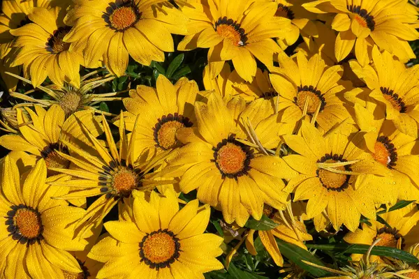 Güneşli bir bahçede, koyu merkezli parlak sarı çiçek kümesi görülebilir, sabah çiğ taneleriyle parlar. Canlı çiçekler canlı bir atmosfer yaratıyor..