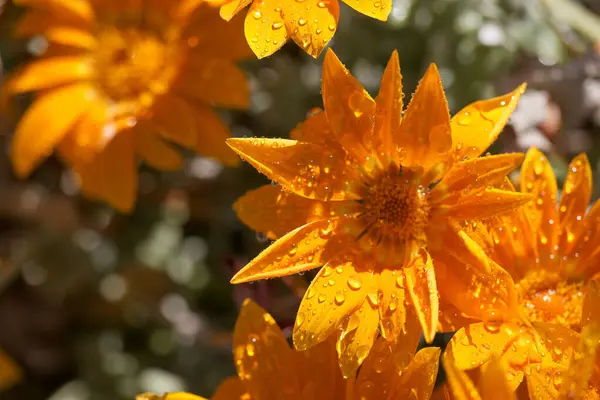 Parlak su damlacıkları ile güzel portakal çiçekleri güneşli bir bahçede gelişir, parlak yapraklarını sergiler ve sıcak bir öğleden sonra boyunca karmaşık detaylar sunar..