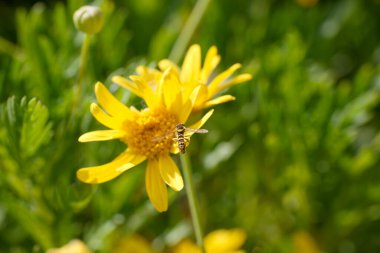 Bir vızıldayan arı açık mavi bir gökyüzünün altında yeşil bitkilerle çevrili parlak sarı bir çiçeğin üzerinde süzülür. Tozlaşma gerçekleşirken, bahar mevsiminde doğanın güzelliğini yakalar..