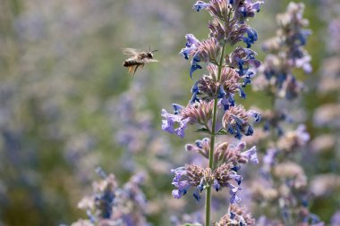 Lavanta çiçeklerinin yanında gezinen bir arı renkli bir bahçenin ortasında nektar topluyor. Güneş ışıl ışıl parlarken, çiçekler morun tonlarını sergiliyor, canlı bir bahar atmosferi yaratıyor..