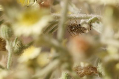 Küçük böcekler yemyeşil bir çayırda parlak kır çiçeklerinin arasına yerleşmiş olarak görülebilir. Sıcak öğleden sonra ışığı, doğanın detaylarının güzelliğini arttıran sakin bir atmosfer yaratır..