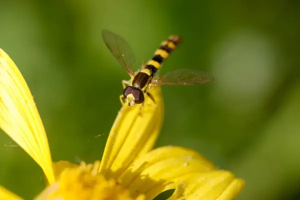 Sarı ve siyah işaretli çizgili bir böcek parlak sarı bir çiçeğin üzerine tünemiştir. Yemyeşil arkaplan, bu bahçe sahnesinin güzelliğini artırıyor..