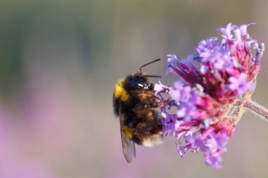 Meşgul bir arı, yeşeren bir çayırda parlak mor çiçeklerden nektar toplar. Sıcak güneş ışığı ilkbahar manzarasının güzelliğini arttırır, doğayı hayata getirir..