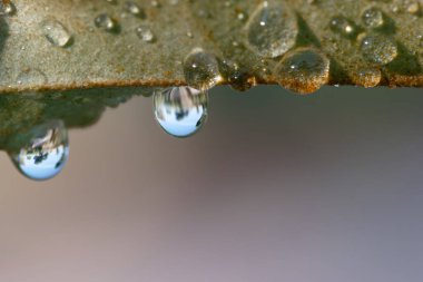 Sabahın erken saatlerinde çiy yeşil bir yaprağın kenarına yapışır ve etraflarındaki dünyayı yansıtan küçük, parlak damlacıklar yaratır. Doğanın güzelliği bu sakin detaylarda parlıyor..