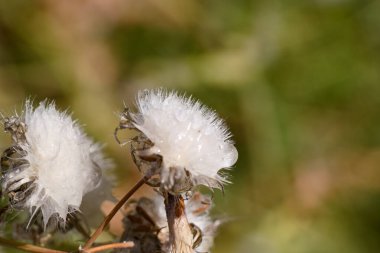 Olgun karahindiba bitkisi, doğal güneş ışığı altındaki canlı yeşil bir arazide rüzgarla savrulmayı bekleyen tüylü, beyaz tohumlar sergiler..