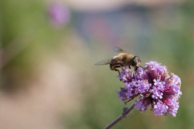 Bir arı güneşli bir bahçede parlak bir mor çiçekten polen toplamakla meşgul. Sahne, baharın sonlarında çiçek açan bitki örtüsü ve tozlayıcılarla doğanın güzelliğini gösteriyor..