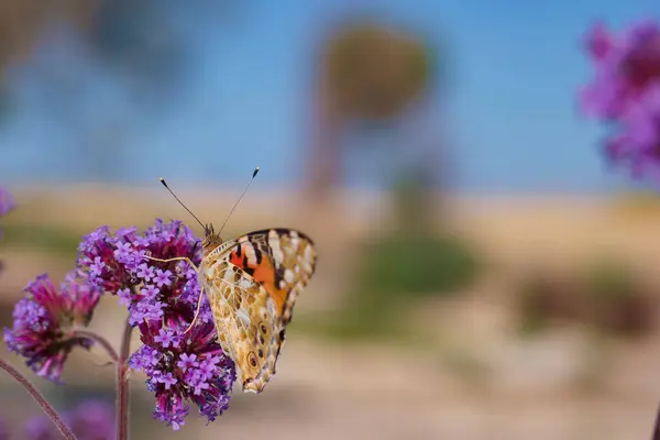 Karmaşık turuncu, siyah ve krem desenli narin bir kelebek, çiçek açan mor çiçeklere bağlıdır. Parlak, berrak gökyüzü ve yeşillik huzurlu, sıcak bir atmosfer yaratır..