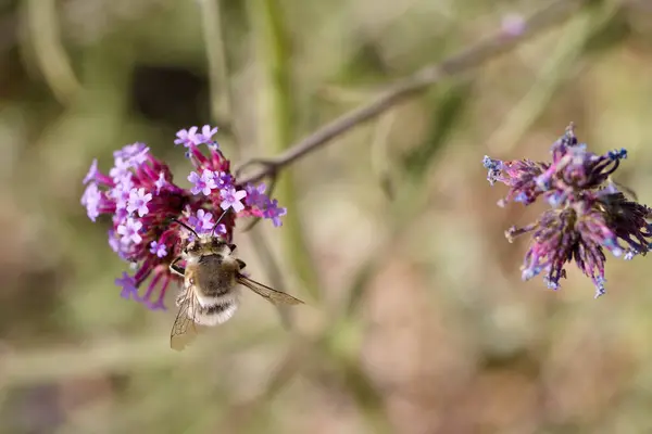 Bir bal arısı özenle bahçede açan mor çiçeklerden nektar toplar. Güneş ışıldıyor