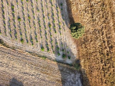 Hava görüntüsü, açık gökyüzünün altında büyüyen ekinlerin ve kuru alanların çelişkili bir manzarasını ortaya koyuyor. Sıcak bir öğleden sonra güneş batarken gölgeler tüm ülkeye yayılır..