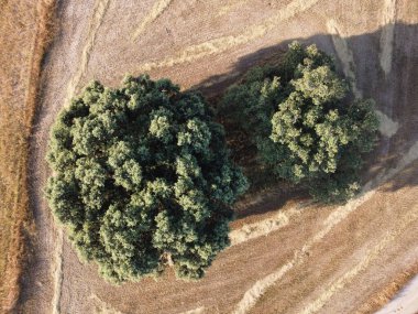 İki büyük, canlı yeşil ağaç, temiz bir gökyüzü altında doğa ve tarım arasındaki uyumu gösteren barışçıl bir kırsal alanda altın tarlalarla çevrilidir..