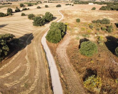 Huzurlu bir toprak yol, gün ortası güneşinin altında toplanan altın mahsul ve yeşil ağaçların yer aldığı pitoresk kırsal bir arazide esiyor..