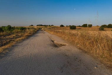 Sakin bir toprak yol altın tarlalar boyunca uzanır ve ender yeşillikler, öğleden sonra güneşinin yumuşak parıltısıyla aydınlanır, huzurlu bir kırsal kaçış sunar..