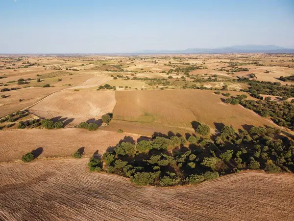 Ufuk boyunca uzanan altın tarlalar, ağaçlar ve yeşillik parçalarıyla benekli. Açık mavi gökyüzü, kırsalda huzurlu bir öğleden sonrayı yansıtıyor. Doğanın güzelliğini gösteriyor..
