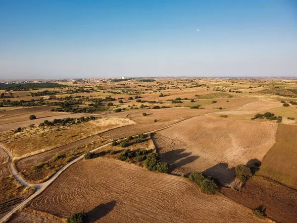 Ufuk boyunca uzanan altın tarlalar berrak bir gökyüzünün altında, bir kaç dağınık ağaç ve dolambaçlı toprak bir yol mesafeye çıkıyor. Manzara, kırsal yaşamın sükunetini yakalar..
