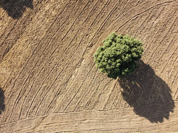 Issız bir ağaç, kırsal alanda yeni sürülmüş toprağın üzerinde yükselir. Zengin kahverengi toprak, çiftçiliğin yarattığı düzgün ve kıvrımlı çizgileri sergiliyor. Güneş ışığı gölgeler oluşturur, sahnenin dokusunu güçlendirir..