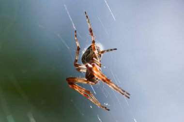 Bir örümcek, karmaşık ağını doğal ortamların ortasında ustalıkla örüyor. Güneş ışığı ince ipek iplikleri vurgular, güzel ve narin bir yapı yaratır..