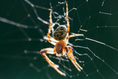 Bir örümcek ipliklerden birinin üzerinde dinlenirken karmaşık bir şekilde ağını örüyor. Parlak güneş ışığı ağın hassas desenlerini aydınlatır. Bu an doğanın güzelliğini yakalar..