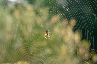 Bir örümcek karmaşık ağını ustalıkla güneş ışığıyla yıkanmış canlı bir bahçede örer. Arkaplanda yeşilin çeşitli tonları sahneye derinlik ekler.