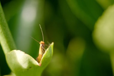 Canlı yeşilliklerle çevrili yemyeşil bir yaprağın kenarına tünemiş bir kelebek. Güneş ışığı, doğanın güzelliğini gösteren hassas kanatlarını ve karmaşık ayrıntılarını vurgular..
