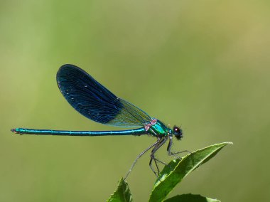 Yanardöner mavi kanatlı canlı bir yusufçuk açık havada yeşil bir yaprağın üzerinde duruyor. Güneş ışığı parlak renklerini ve narin özelliklerini geliştirir..