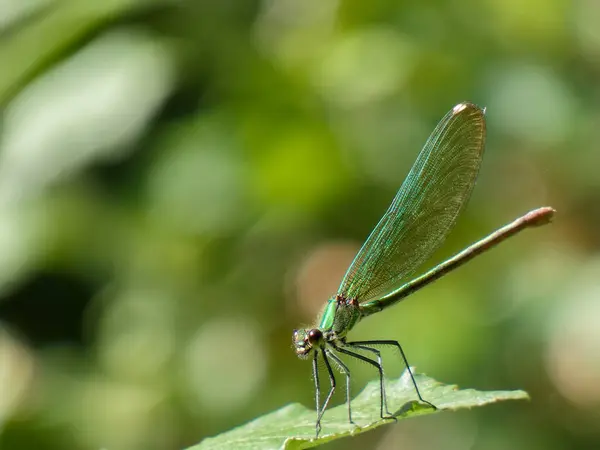 Yeşil bir yusufçuk yeşil bir yaprağa tünemiş, parlak kanatlarını ve narin özelliklerini sergilerken, gün ışığında yemyeşil, doğal bir çevreyle çevrilidir..