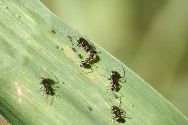 Karıncalar aktif olarak yeşil bir yaprak üzerinde hareket ediyorlar, güneşli bir günde açık havada görevler üzerinde işbirliği yapıyorlar, karmaşık sosyal davranışlarını ve takım çalışmalarını vurguluyorlar..