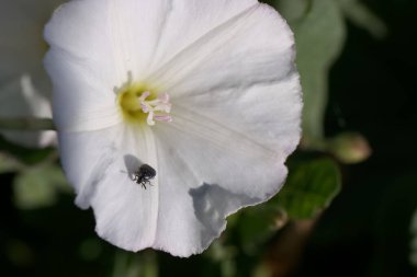 Yeşil yapraklarla çevrili narin beyaz bir çiçeğin üzerine tünemiş küçük bir böcek. Güneş ışığı, yaprak ve böceklerin karmaşık detaylarını gözler önüne seriyor..