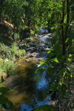 Huzurlu bir nehir, gür ağaçlar ve çalılıklarla dolu canlı bir ormanlık alanda süzülüyor. Güneş ışığı yaprakların arasından süzülerek doğada sakin bir atmosfer yaratır..