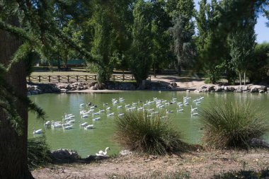Suda süzülen sayısız beyaz ördeğin bulunduğu sakin bir gölet yemyeşil ağaçlar ve çalılar arasında. Park sakin ve davetkar. Rahatlamak için mükemmel..