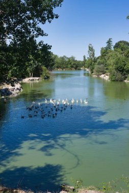 Bereketli yeşilliklerle çevrili sakin bir nehir nazikçe akar. Ördekler ve kuğular berrak sularda zarifçe yüzerken, parlak mavi gökyüzü konumun barışçıl atmosferini yansıtıyor..