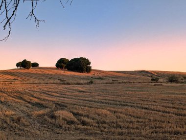 Altın tarlalar, güneş batarken araziye yayılıyor. Araziye yumuşak renkler dökülüyor. Siluetli ağaçlar canlı bir gökyüzüne karşı duruyor, kırsal kesimde sakin bir atmosfer yaratıyor..