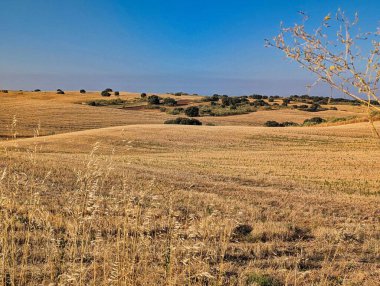 Uçsuz bucaksız bir arazide altın tarlalar var. Akşamüstü güneşi ılık bir parıltı saçarken yeşil çalılarla kaplı arazide yavaşça ilerliyorlar..