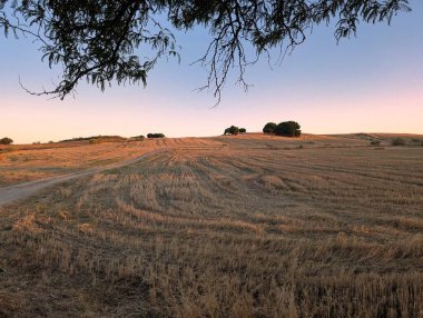 Altın tarlalar yumuşak bir esinti altında dalgalanır alacakaranlık çökerken, arazide ılık bir renk bırakır. Ağaçlar ufku berrak bir gökyüzü ile noktalıyor, sakin bir kırsal titreşim yaratıyor..