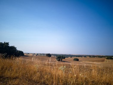 Uçsuz bucaksız manzarada ufka doğru uzanan, dağınık ağaçlarla benekli altın alanlar yer alıyor. Açık mavi gökyüzü, öğleden sonra ışığında sakin bir atmosfer ekler..
