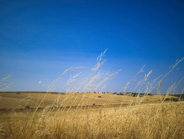 Parlak mavi bir gökyüzünün altında rüzgarda savrulan altın çimenler. Huzurlu kırsal bölgeler, huzurlu bir kırsal atmosferi somutlaştıran geniş alanlar sergiliyor..