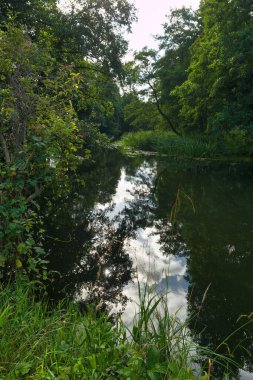 Bereketli yeşil ağaçlar, güneşli bir günde, sakin suların gökyüzünü ve etrafındaki yaprakları yansıttığı nehir kıyısına dizilmiştir. Suyun yakınındaki sakin ortamda vahşi yaşam görülebilir..