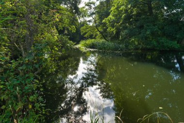Gün ortası ışığı, durgun sulardaki ağaçların yansımalarını yansıtıyor. Nehir boyunca sakin bir atmosfer yaratıyor. Bölgeyi yoğun yeşillik kaplıyor..