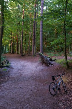 Bir bisikletçi öğleden sonra yemyeşil bir ormanda kirli bir yolda durur. Güneş ışığı ağaçların arasından süzülüyor, sakin ve davetkar bir atmosferi ortaya çıkarıyor bisiklet sürmek için mükemmel..