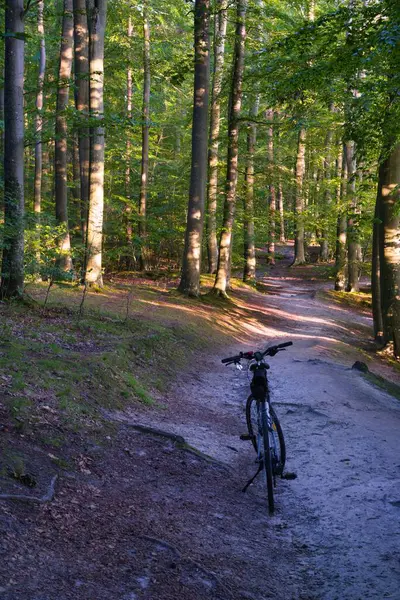Bir bisikletçi canlı yeşil yaprakları olan uzun ağaçlarla çevrili kumlu bir patikada durur. Yumuşak güneş ışığı orman tepe örtüsünün içinden süzülerek sakin bir atmosfer yaratır..