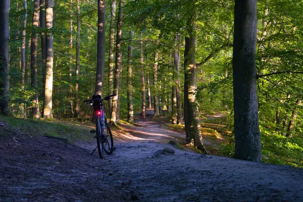 Yumuşak güneş ışığı ağaçların arasından süzülürken, bir bisikletçi verimli bir ormanda dolambaçlı bir patikanın yanında dinleniyor ve öğleden sonra geç saatlerde sakin bir atmosfer yaratıyor..