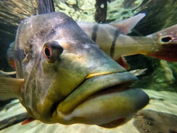 Bir balık sualtı kamerasını araştırır ve doğal ortamını diğer deniz canlılarıyla paylaşırken özelliklerinin ve renklerinin karmaşık detaylarını ortaya çıkarır..