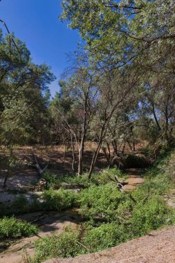 Berrak bir mavi gökyüzünün altında ağaçlarla ve açık araziyle çevrili canlı yeşilliklerden akan sakin bir akarsula sahip sakin bir manzara. Bu doğal ortam huzuru çağrıştırıyor..