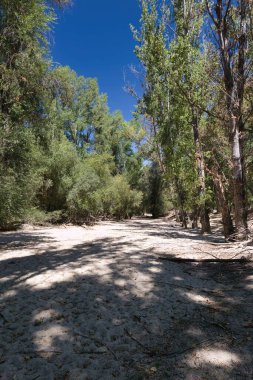 Parlak öğle güneşinin altında uzun, yeşil ağaçlarla çevrili sakin bir nehir kıyısı görülebilir. Kumlu bölge düşük su seviyeleri gösteriyor, barışçıl bir atmosfer yaratıyor..