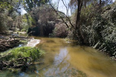 Yoğun yeşillik ve ağaçların arasında, berrak mavi gökyüzünü yansıtan sakin bir nehir yavaşça akar. Güneş ışığı yaprakların arasından süzülüp öğleden sonra sakin bir atmosfer yaratır..